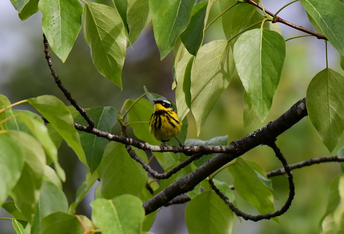 Magnolia Warbler - ML104738211