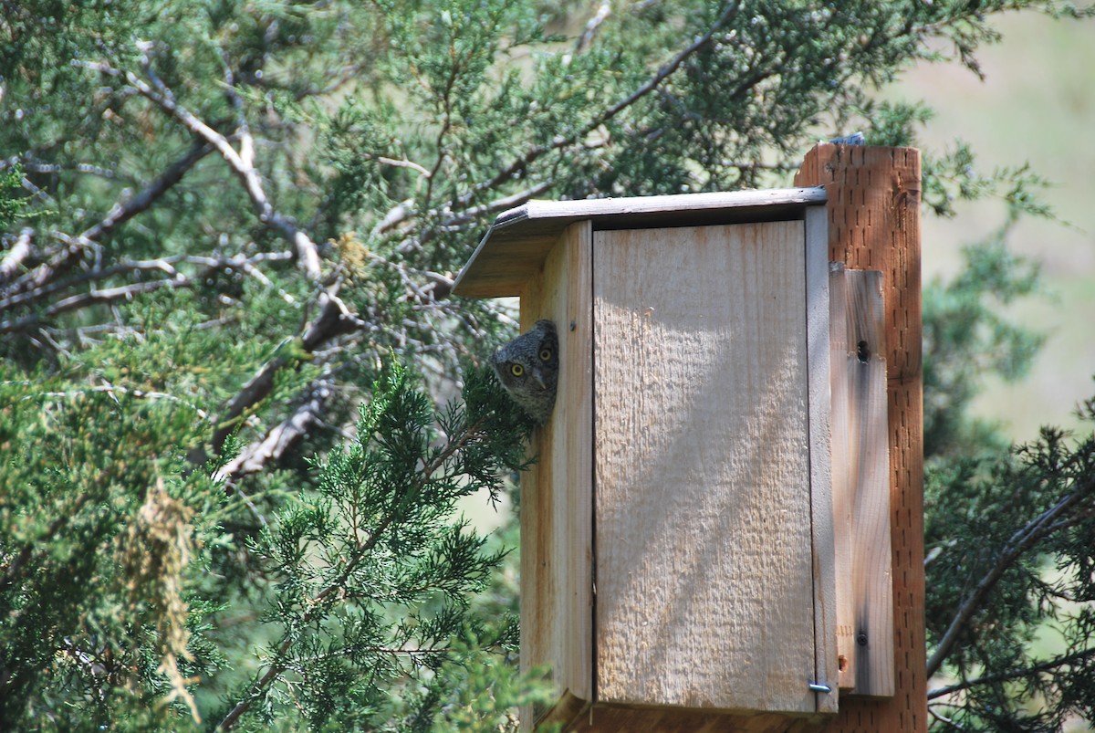 Western Screech-Owl - Rick Raymondi