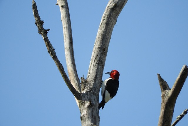 Red-headed Woodpecker - ML104738291