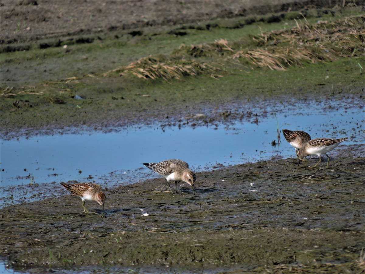 Baird's Sandpiper - Eric Michael