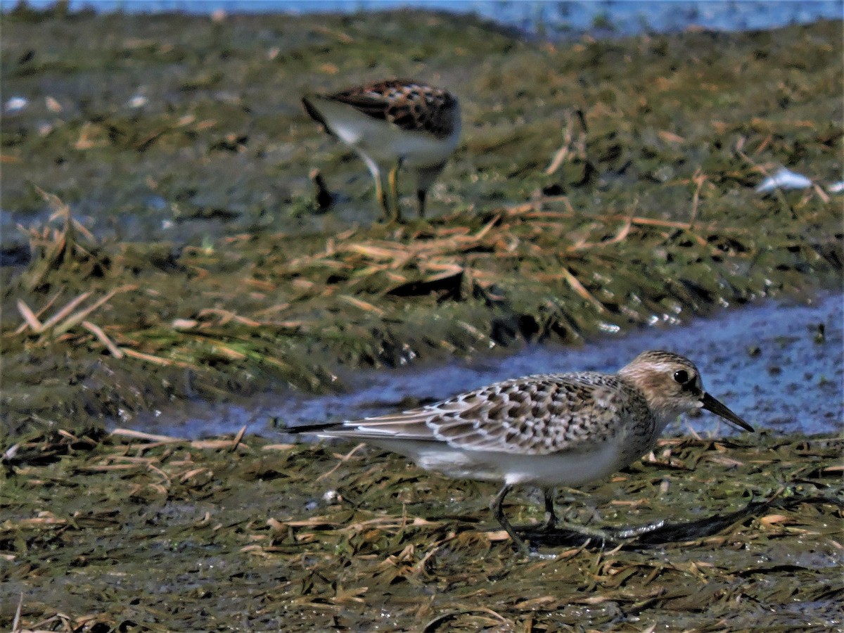 Bairdstrandläufer - ML104739841