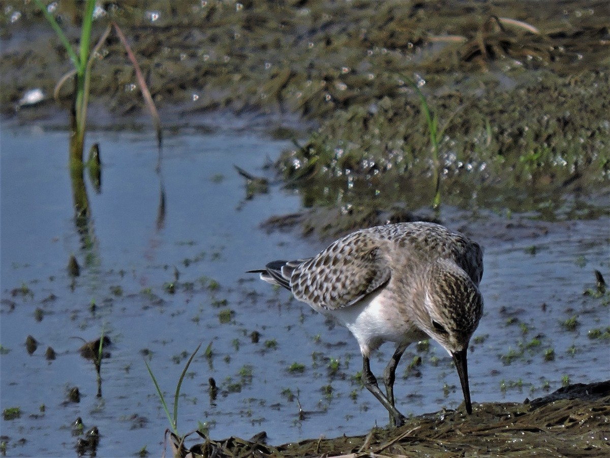 Bairdstrandläufer - ML104739881