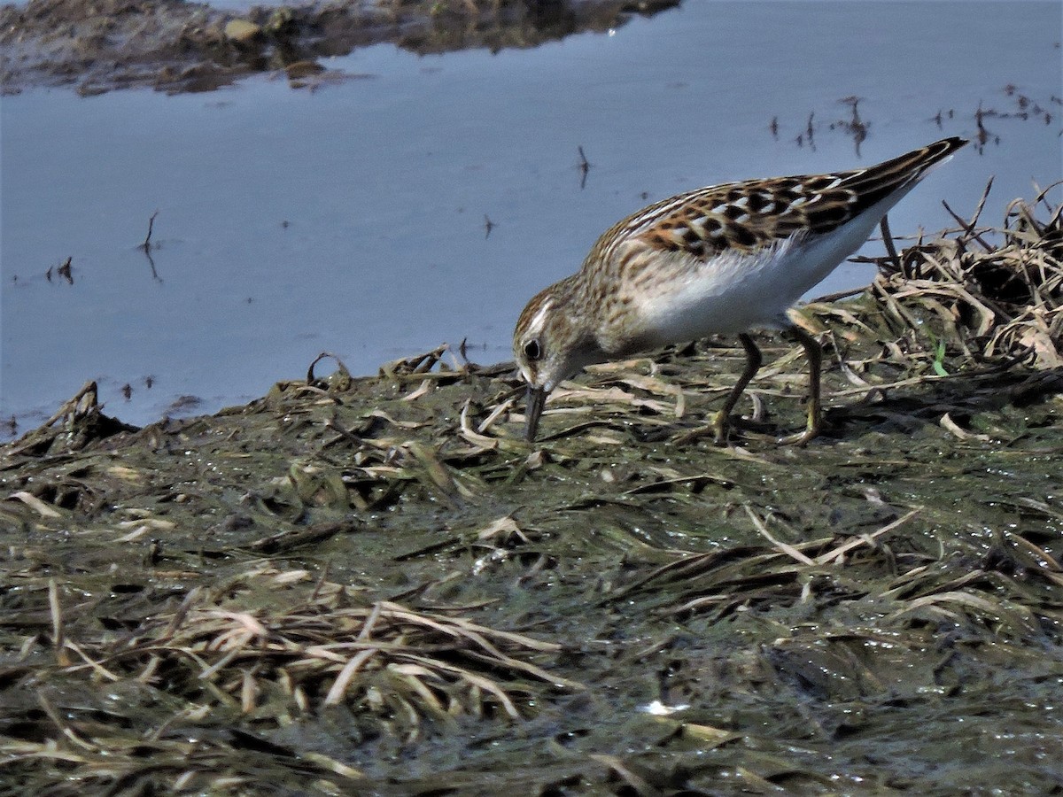 Least Sandpiper - ML104740791