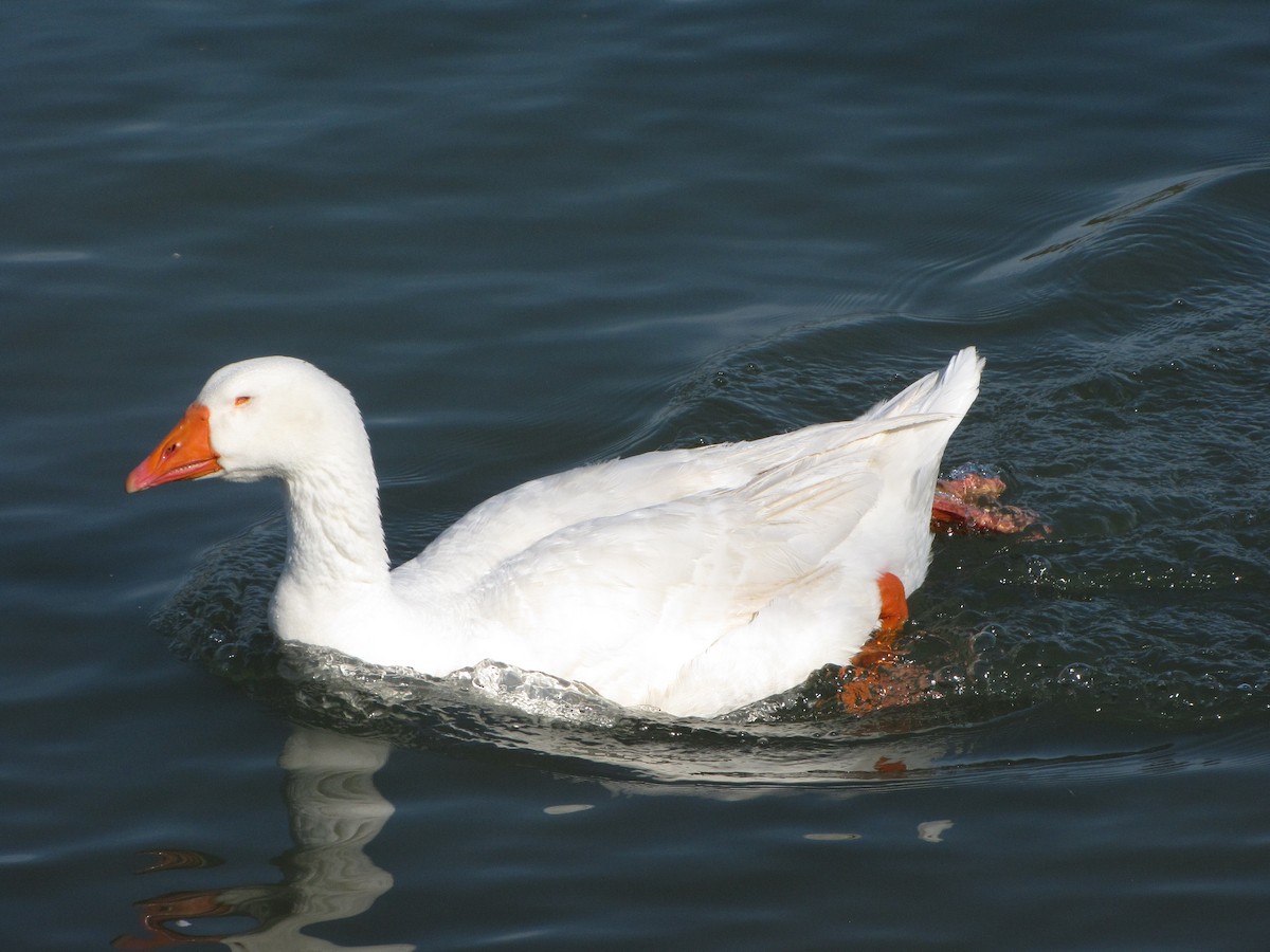 Domestic goose sp. (Domestic type) - ML104742011