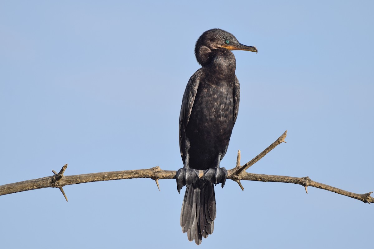 Cormorán Biguá - ML104742271