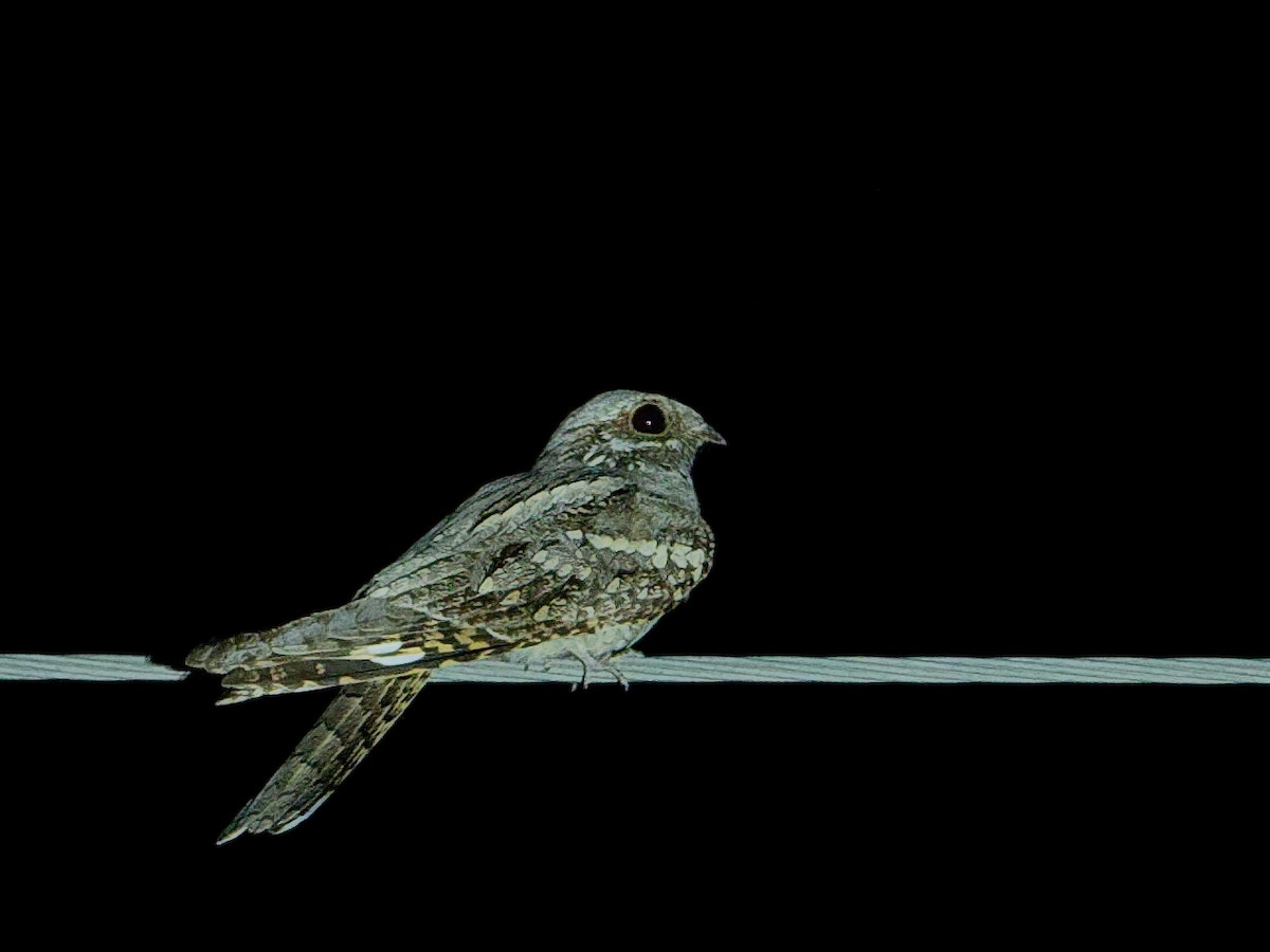 Eurasian Nightjar - ML104742341