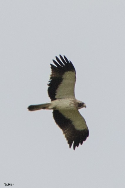 Booted Eagle - ML104743541