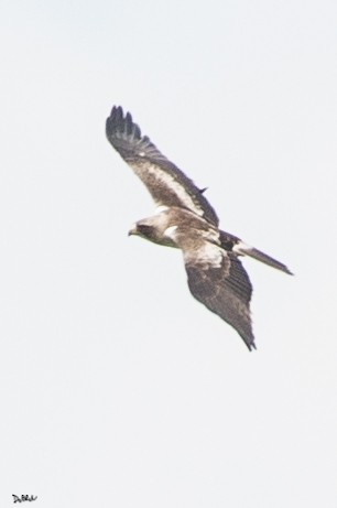 Booted Eagle - ML104743551