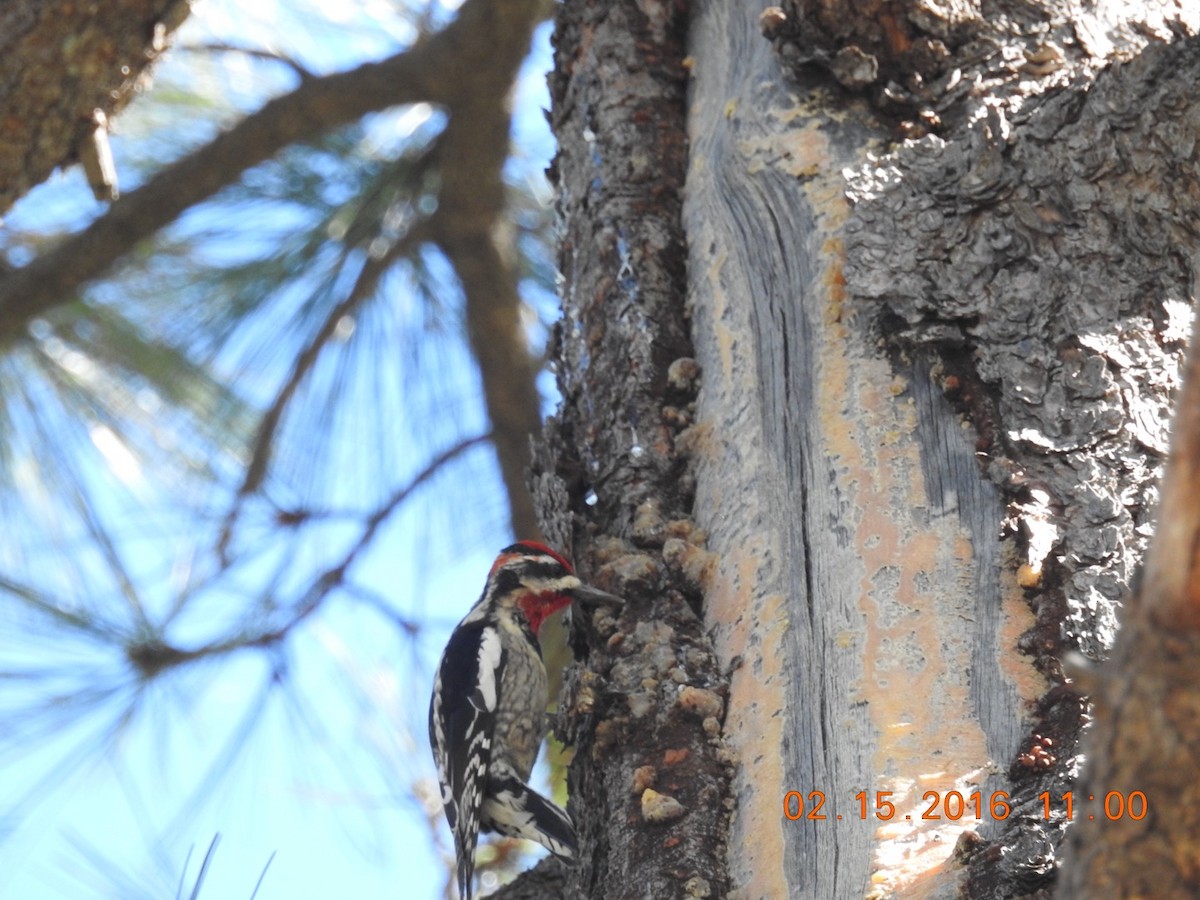 Red-naped Sapsucker - Sharon Forsyth