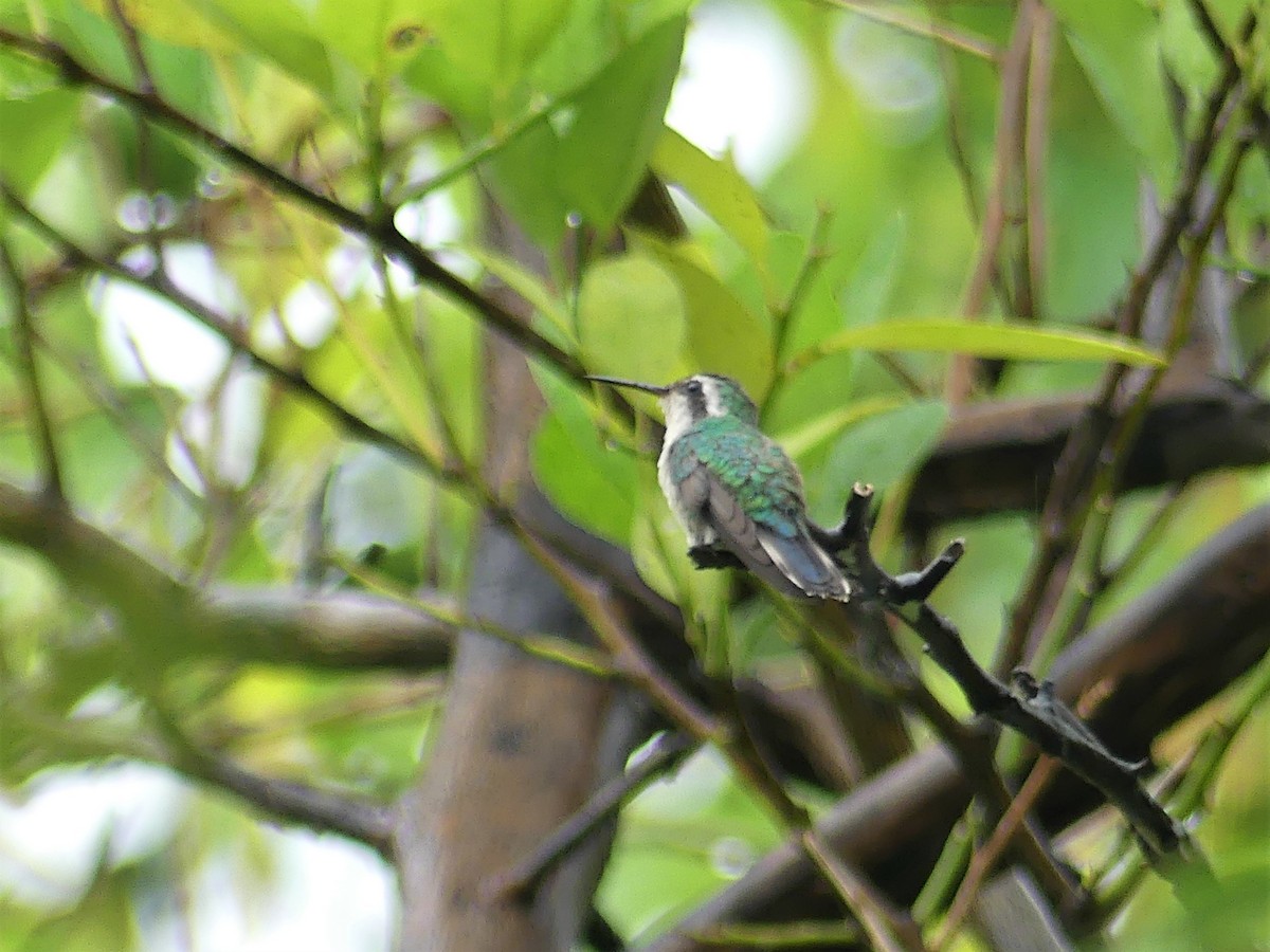 Canivet's Emerald - ML104744011