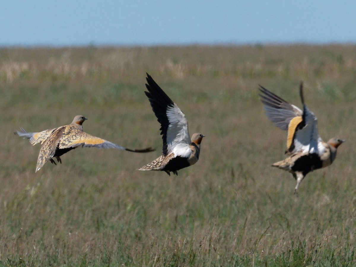 Black-bellied Sandgrouse - ML104745051