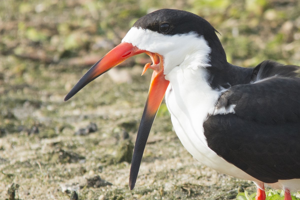 Black Skimmer - ML104745671