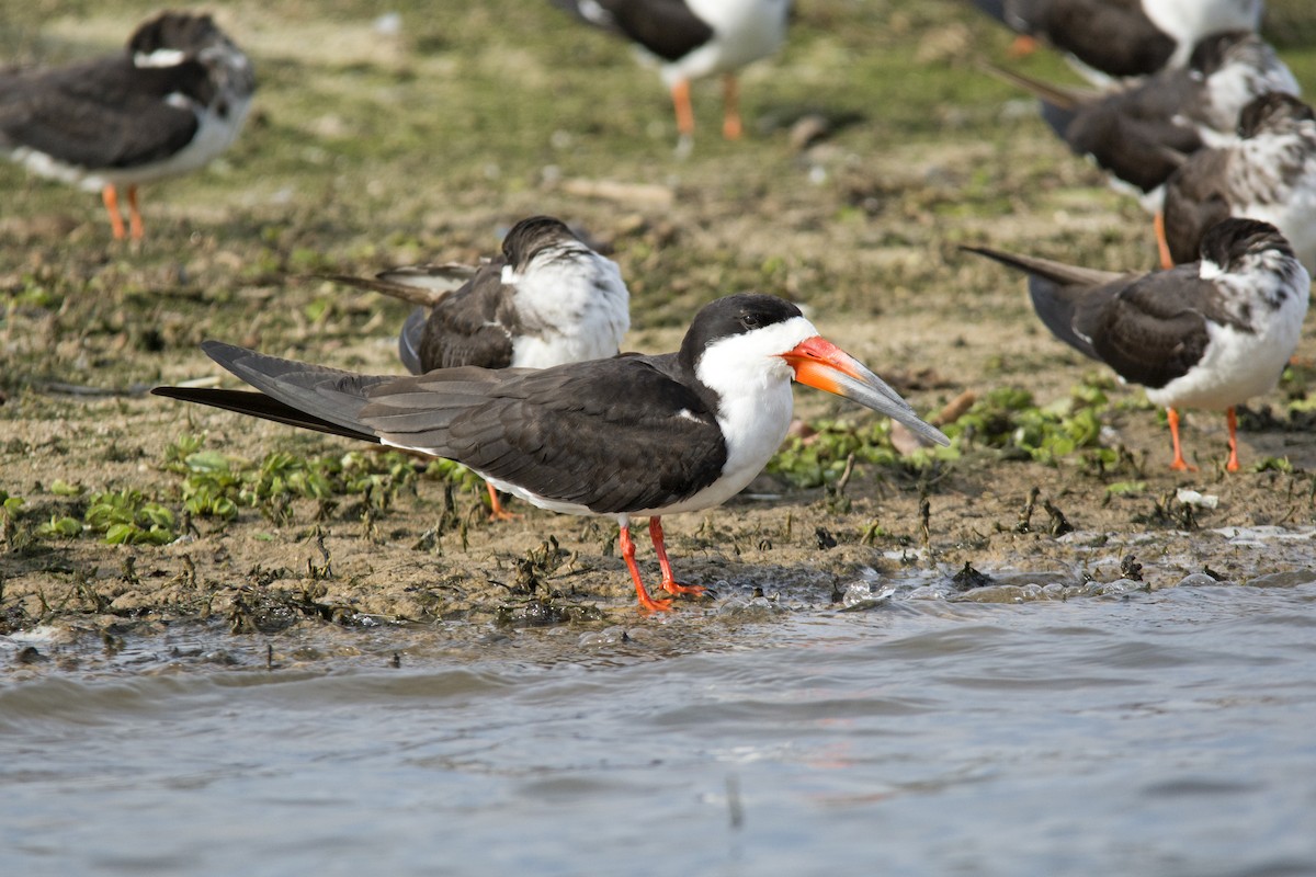 Black Skimmer - ML104746081