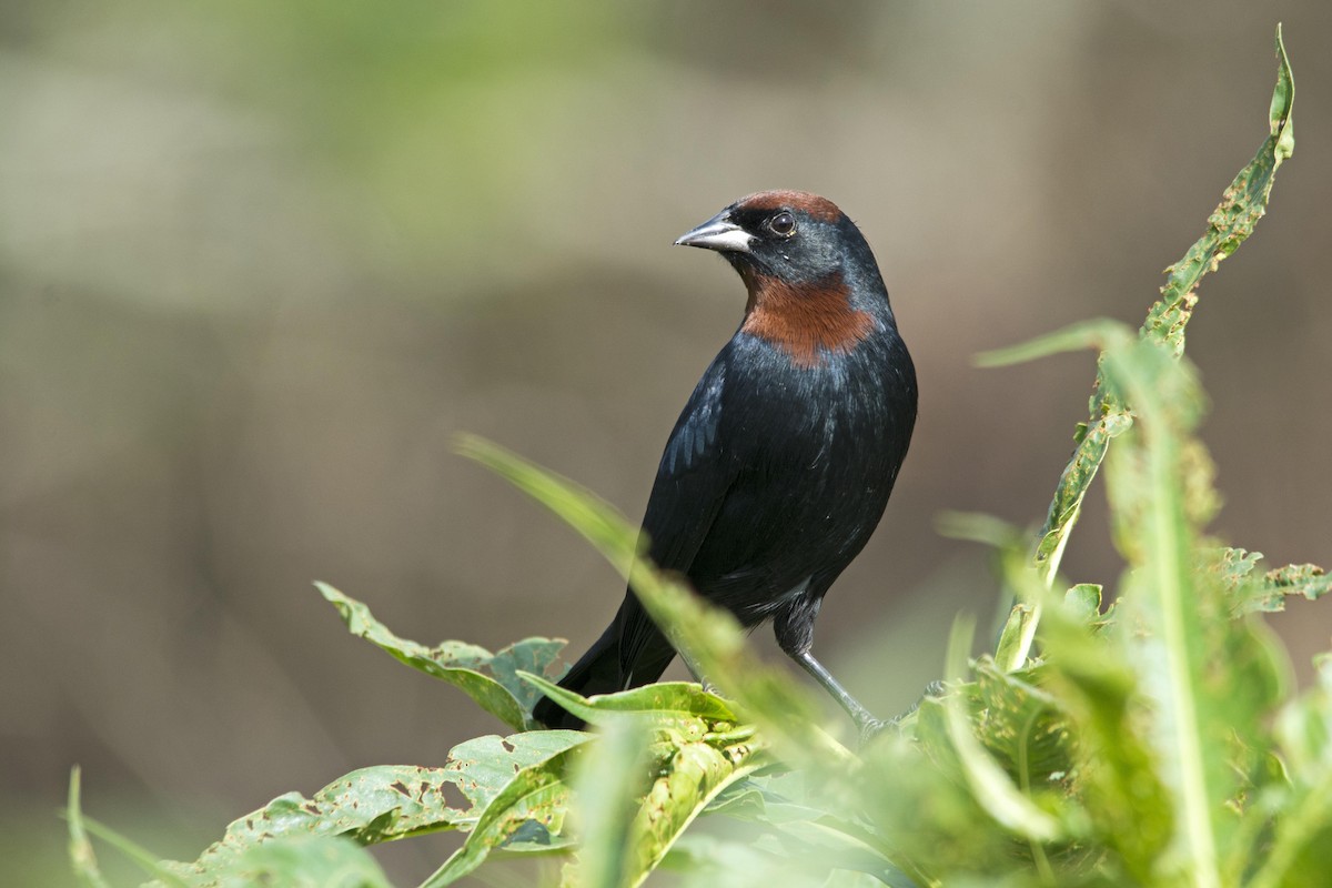 Chestnut-capped Blackbird - Marco Silva