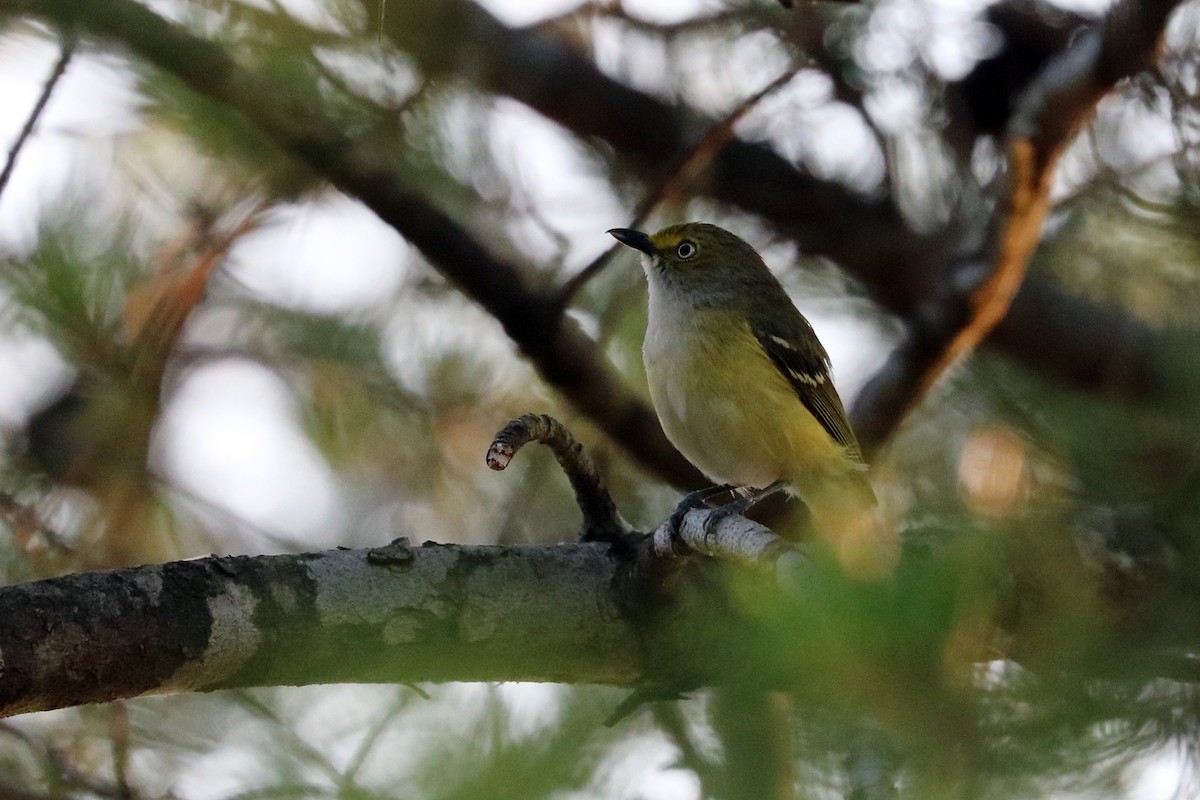 White-eyed Vireo - ML104746411