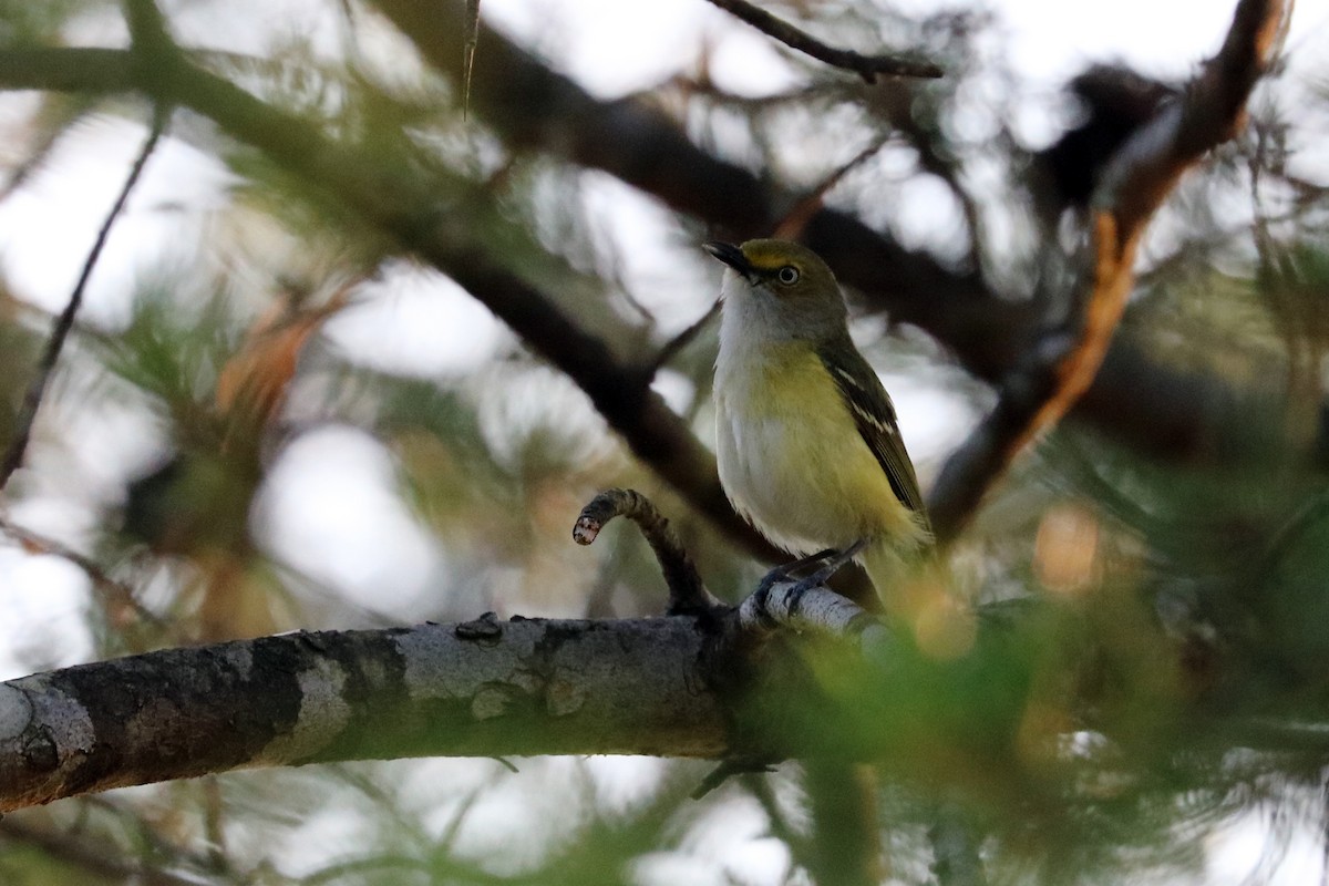 White-eyed Vireo - ML104746421