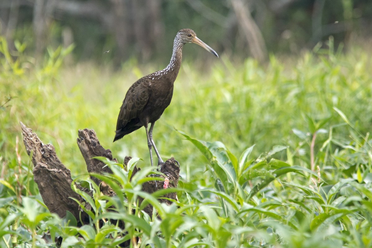 Limpkin - ML104746451