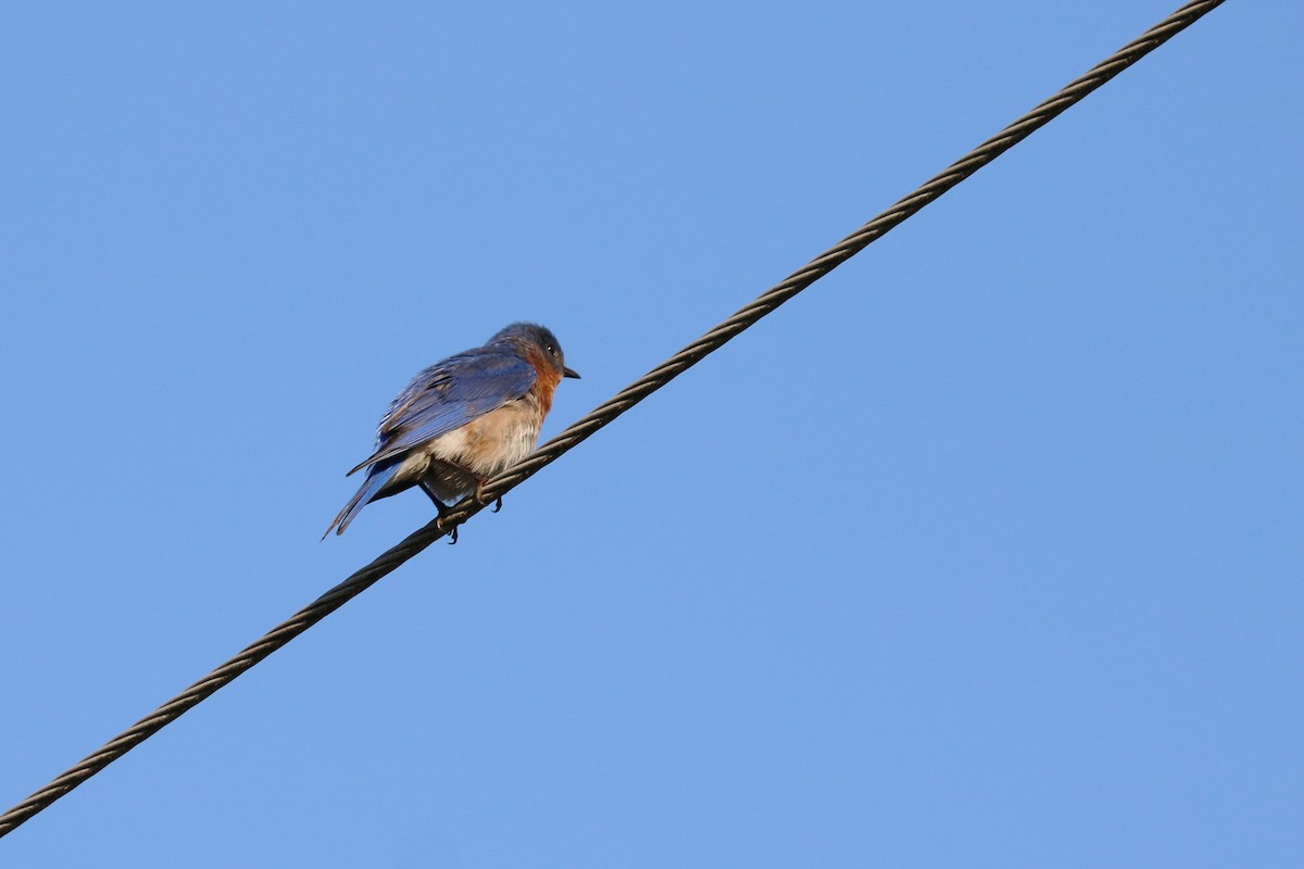 Eastern Bluebird - ML104746541