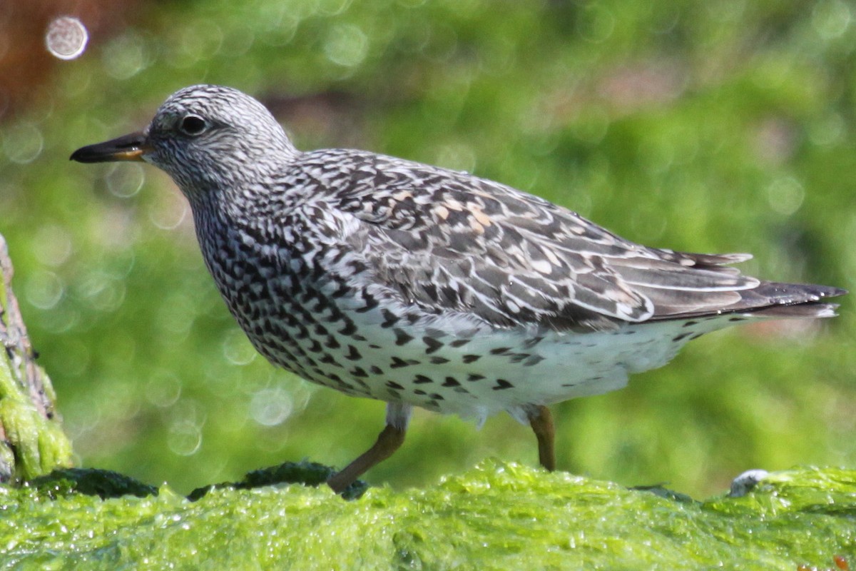 Surfbird - ML104747711