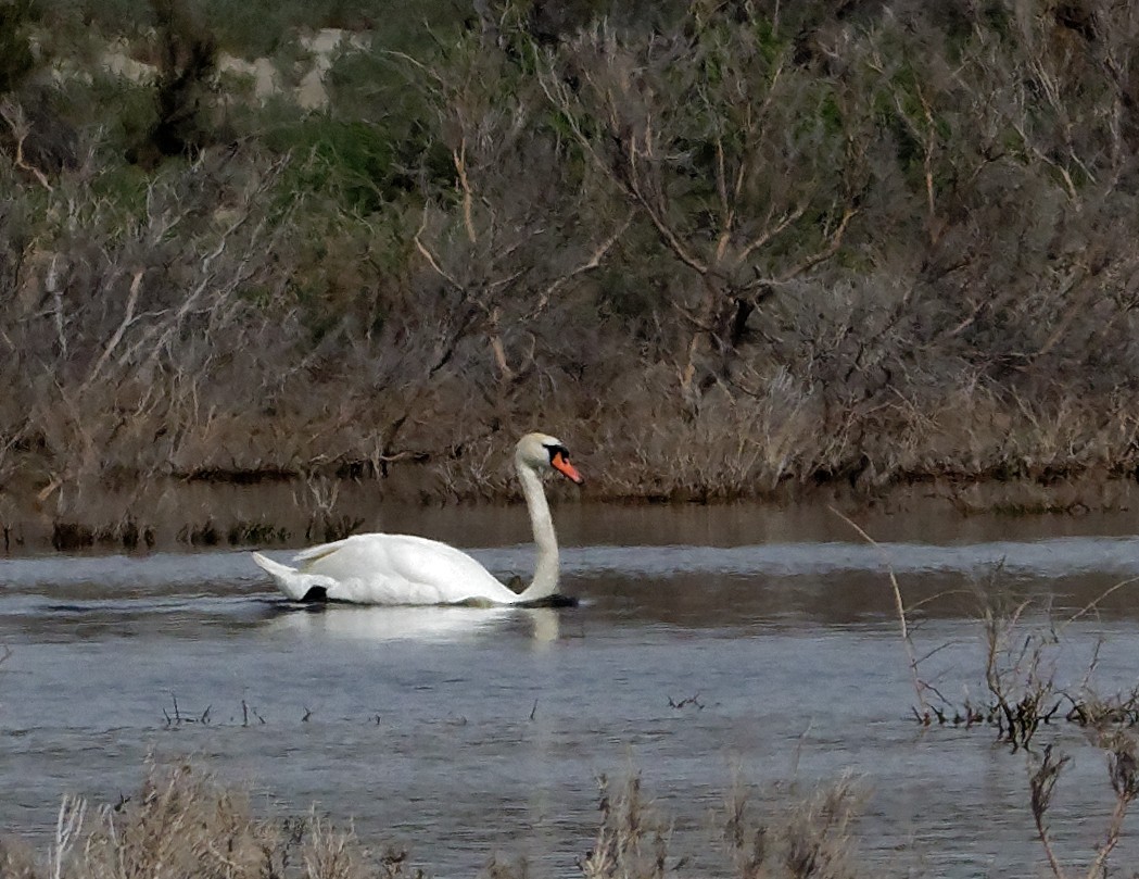 Mute Swan - ML104747861