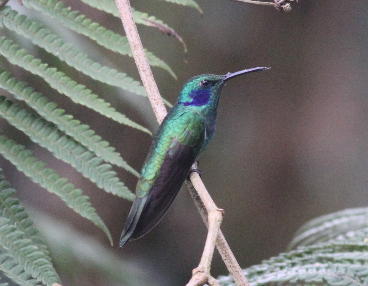 Lesser Violetear - Paul Bourdin