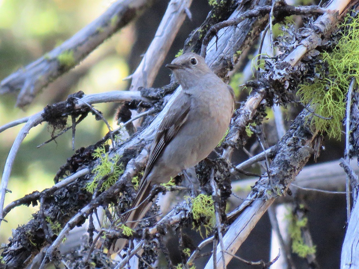 Townsend's Solitaire - Chris Hayward