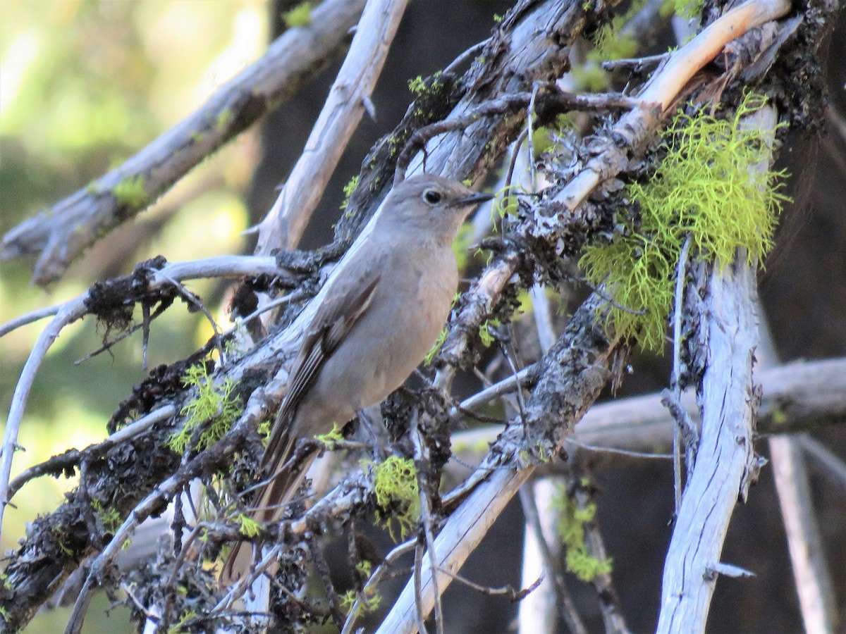 Townsend's Solitaire - Chris Hayward