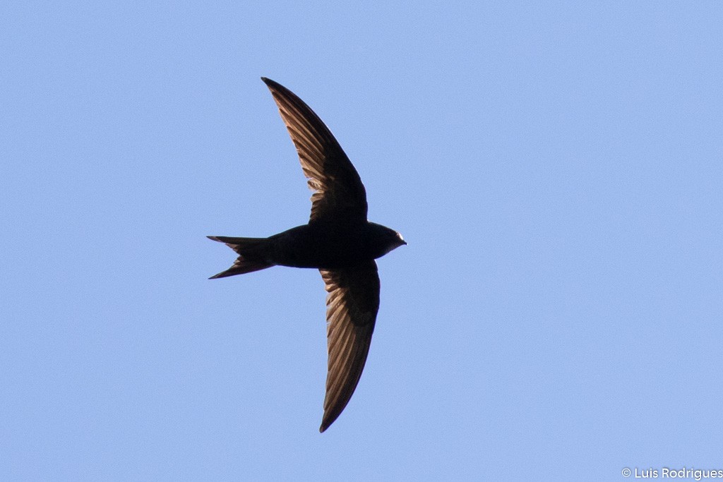 Common Swift - ML104750911