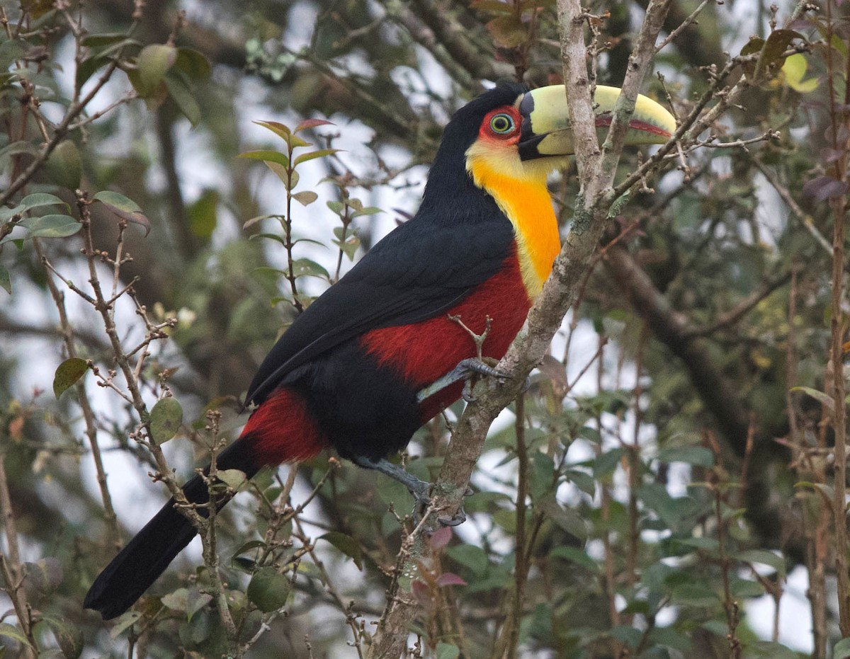 Red-breasted Toucan - ML104752251