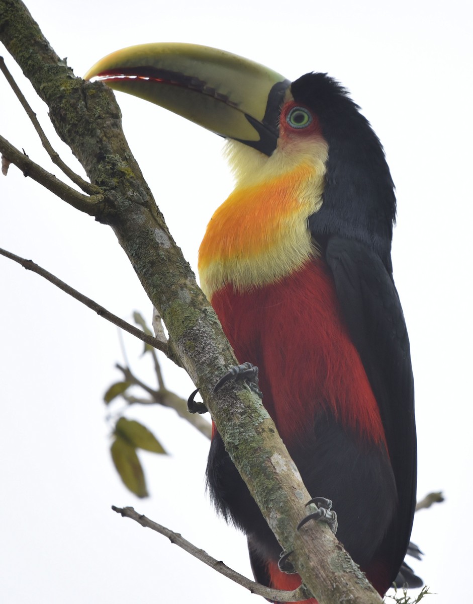 Red-breasted Toucan - ML104752271