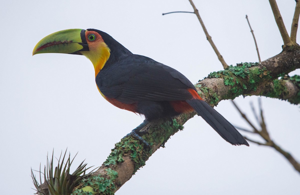 Red-breasted Toucan - ML104752321