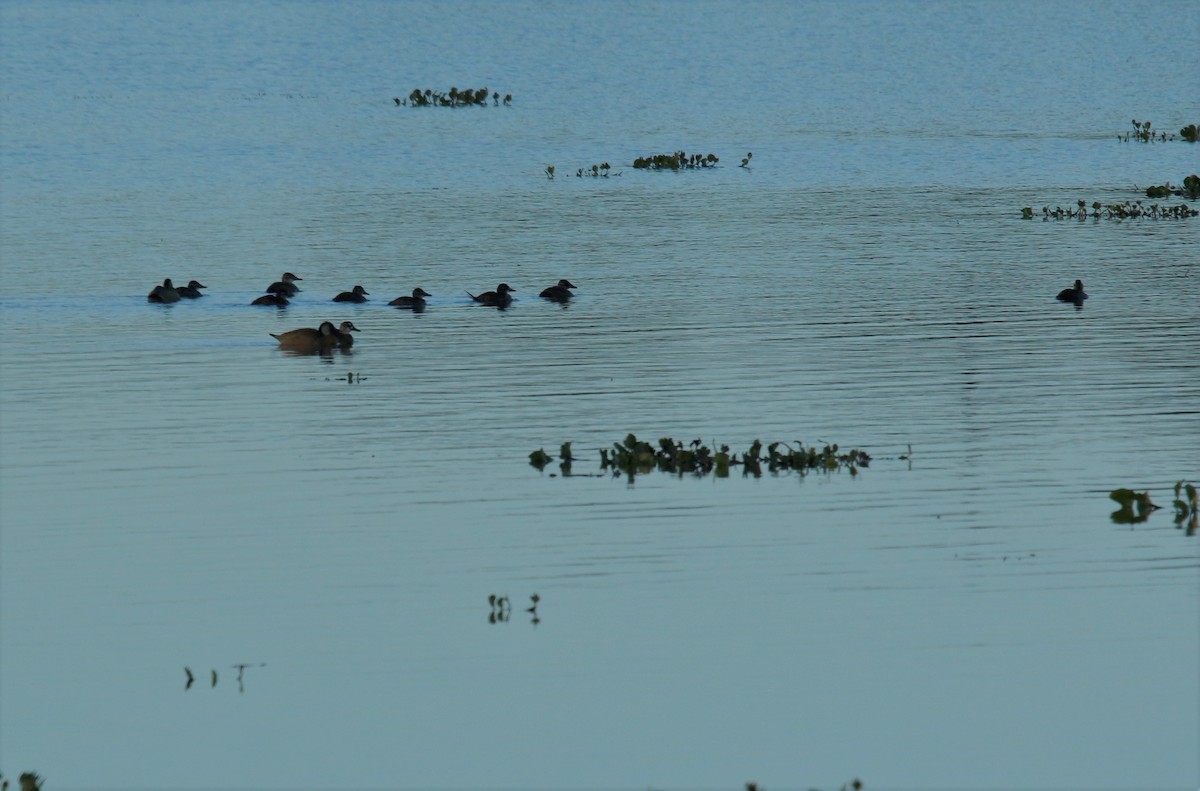 Lake Duck - Cláudio Jorge De Castro Filho