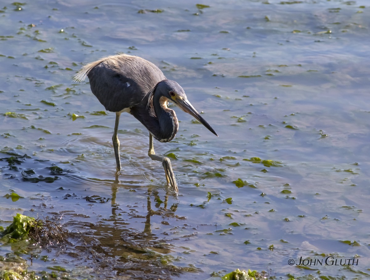 Tricolored Heron - ML104754841