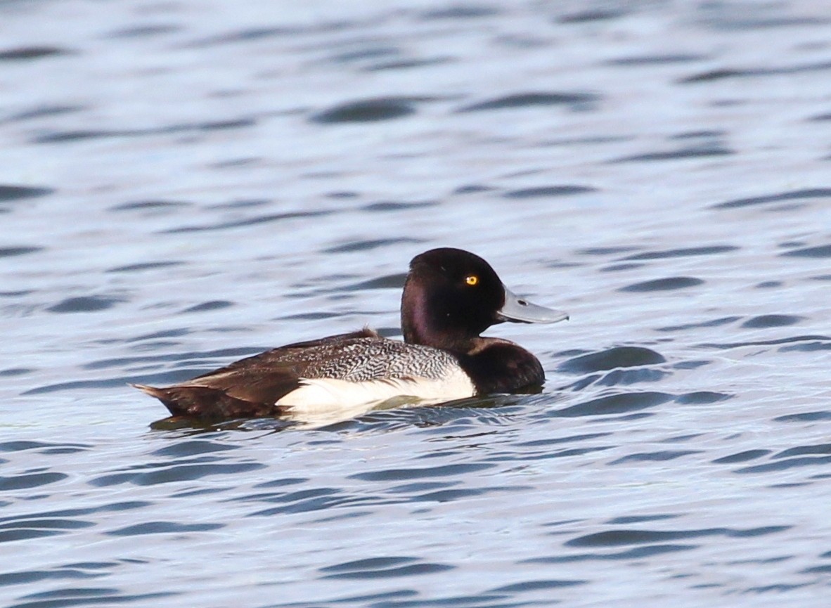 Lesser Scaup - Hélène Crête