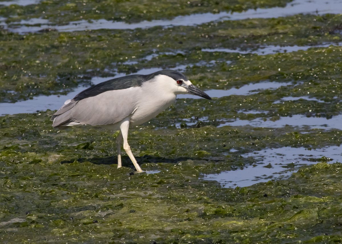 Black-crowned Night Heron - ML104755931