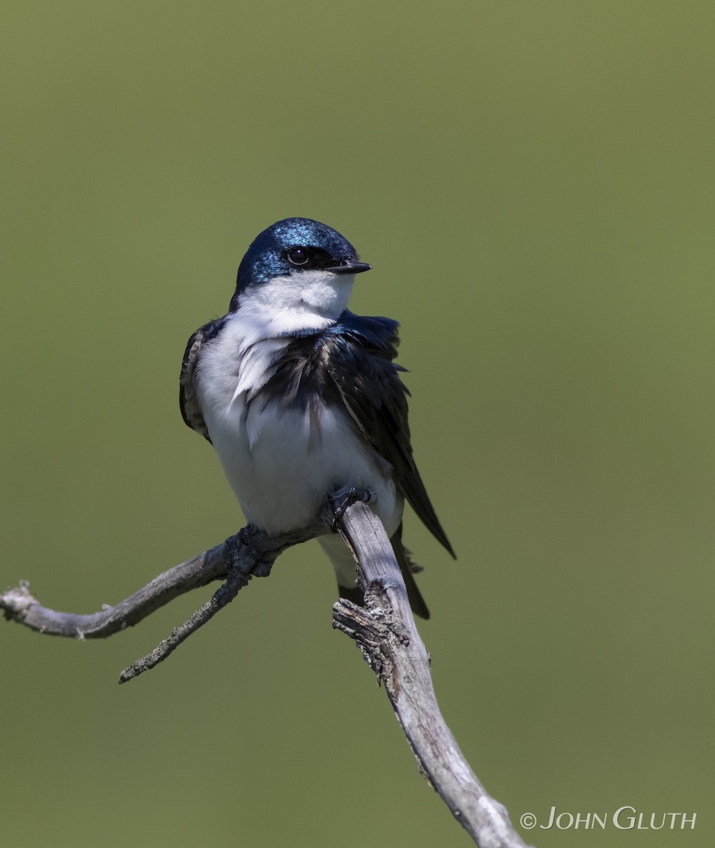 Hirondelle bicolore - ML104756181