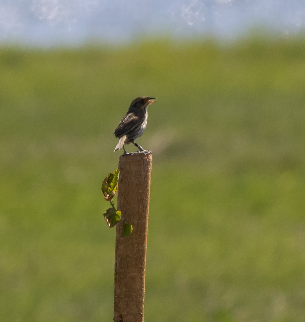 Bruant à queue aiguë - ML104756281