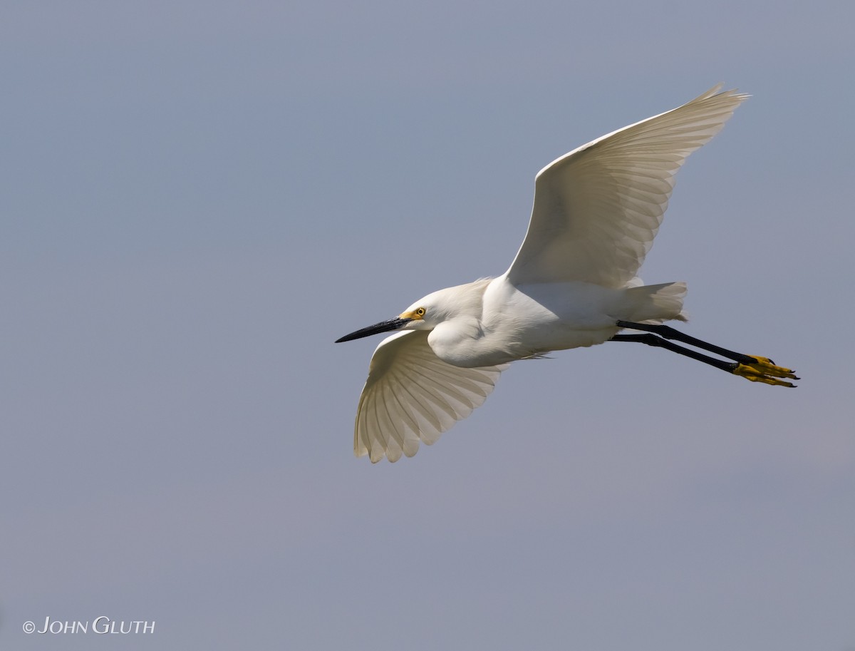 Snowy Egret - ML104756591