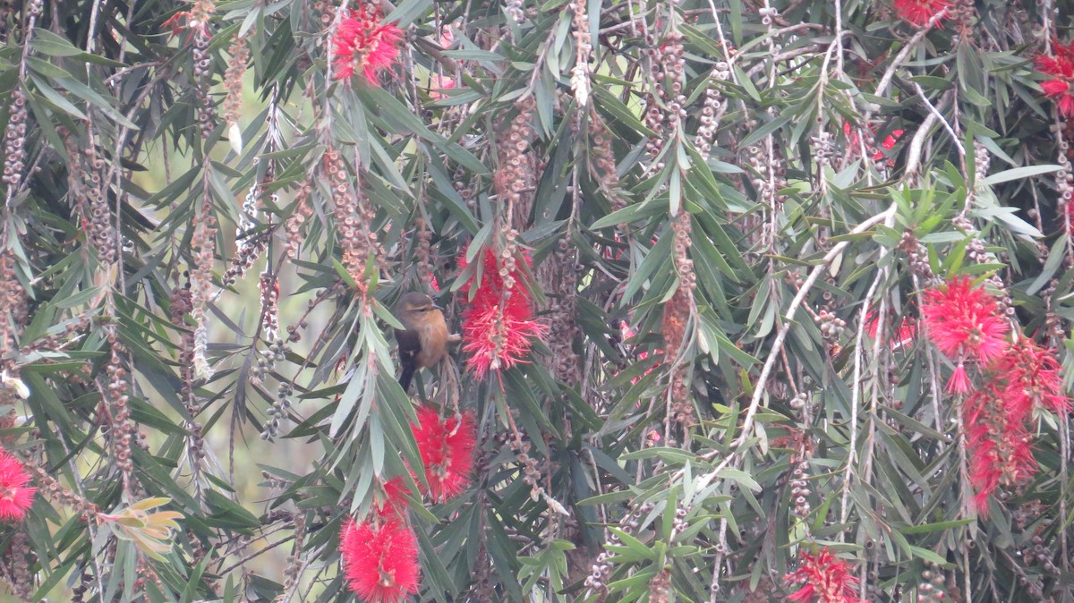 Cinereous Conebill - ML104757861