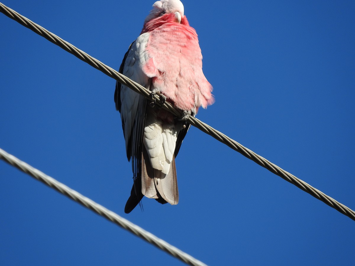 Galah - ML104758571