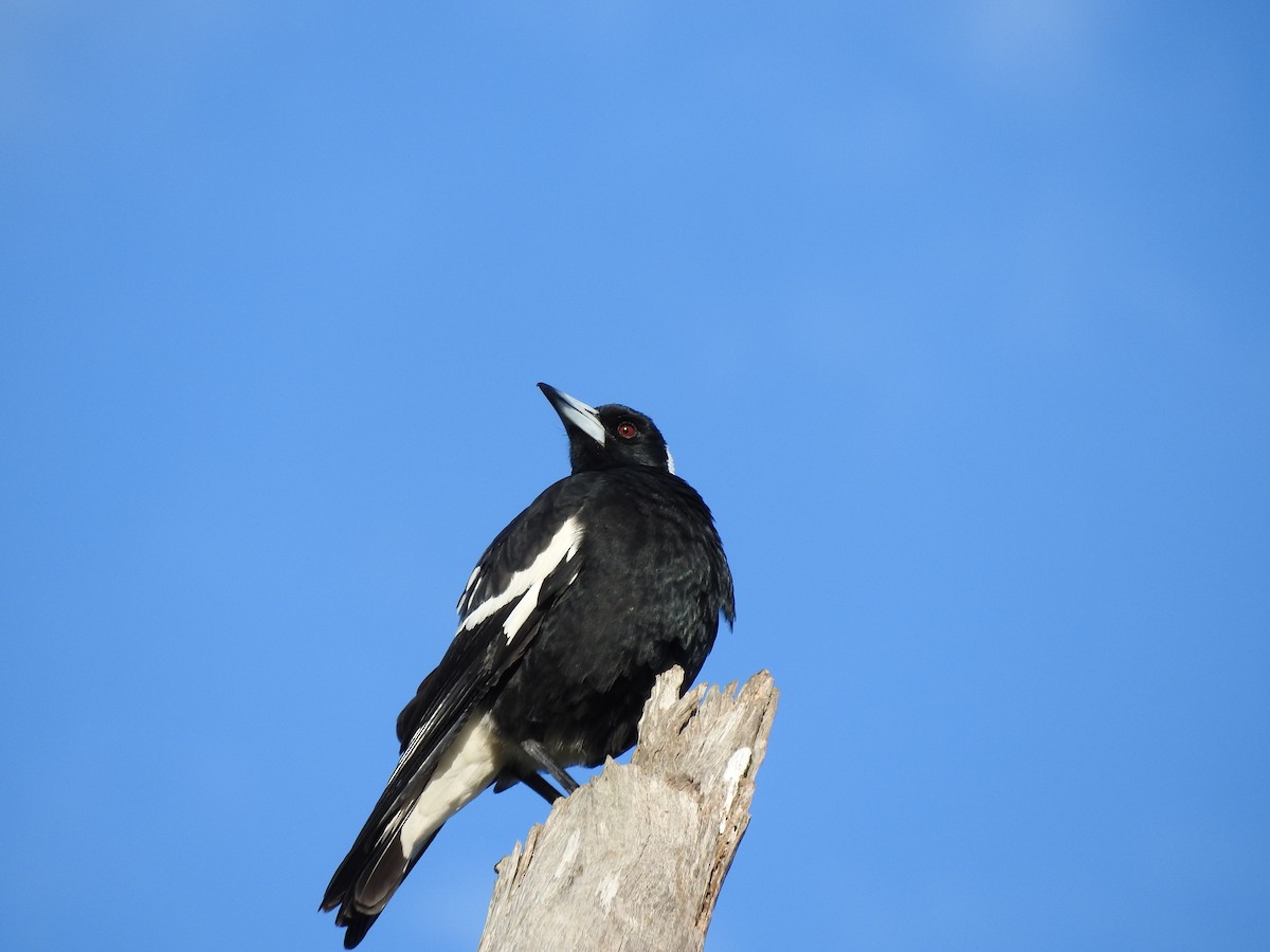 Australian Magpie (Black-backed) - ML104758601