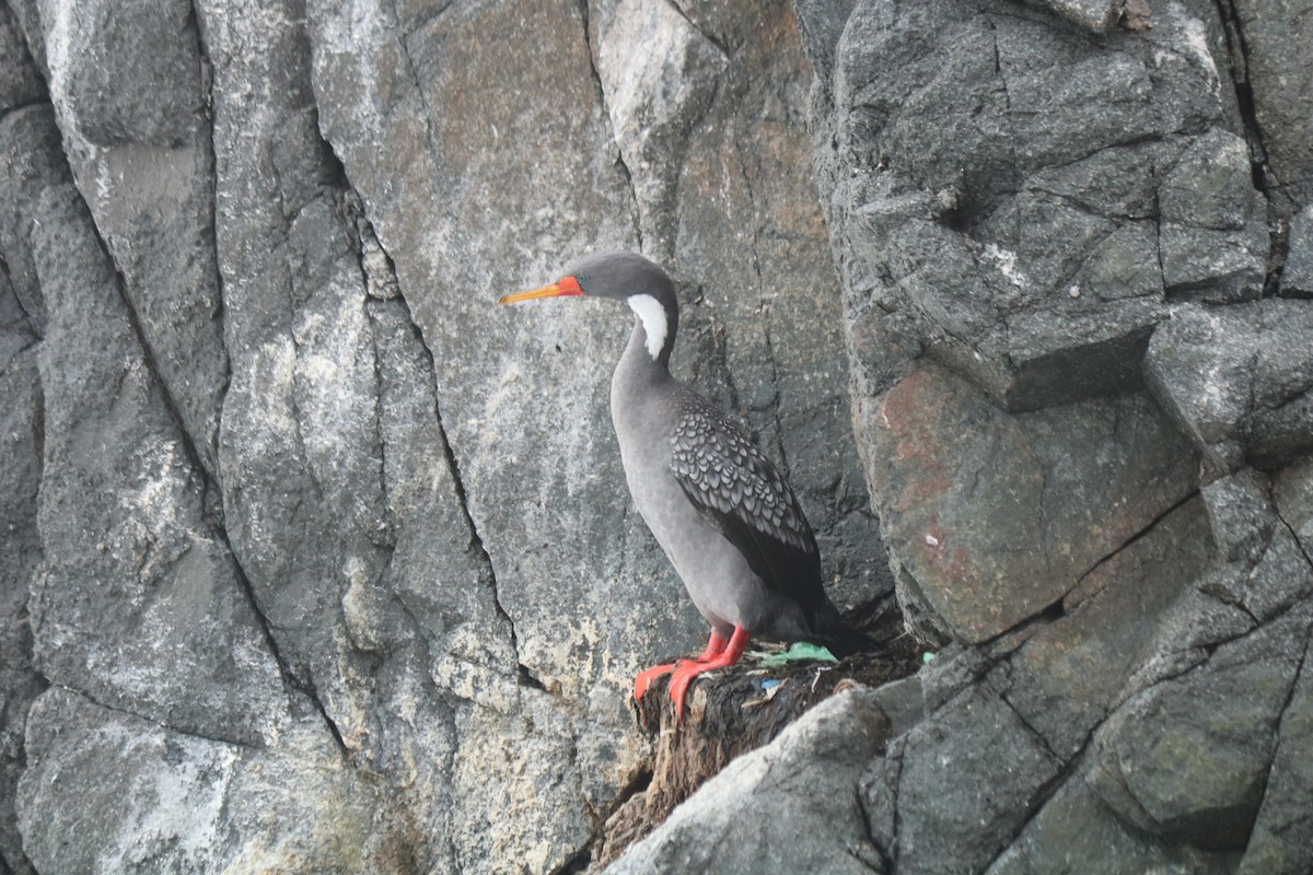 Red-legged Cormorant - Michael Weymann