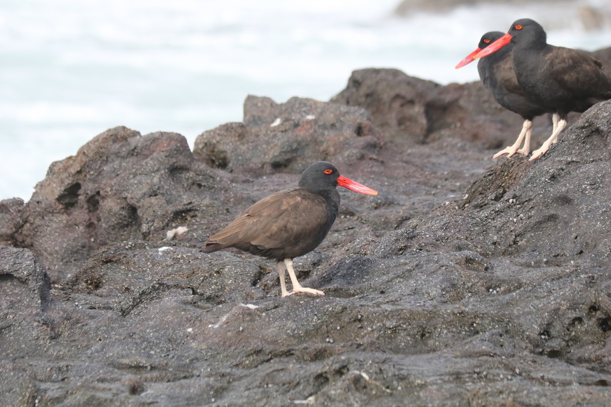 Blackish Oystercatcher - ML104758661