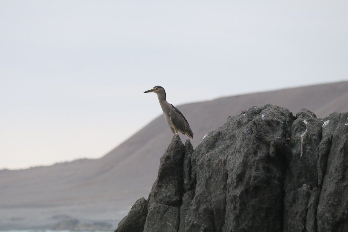 Black-crowned Night Heron - ML104758871