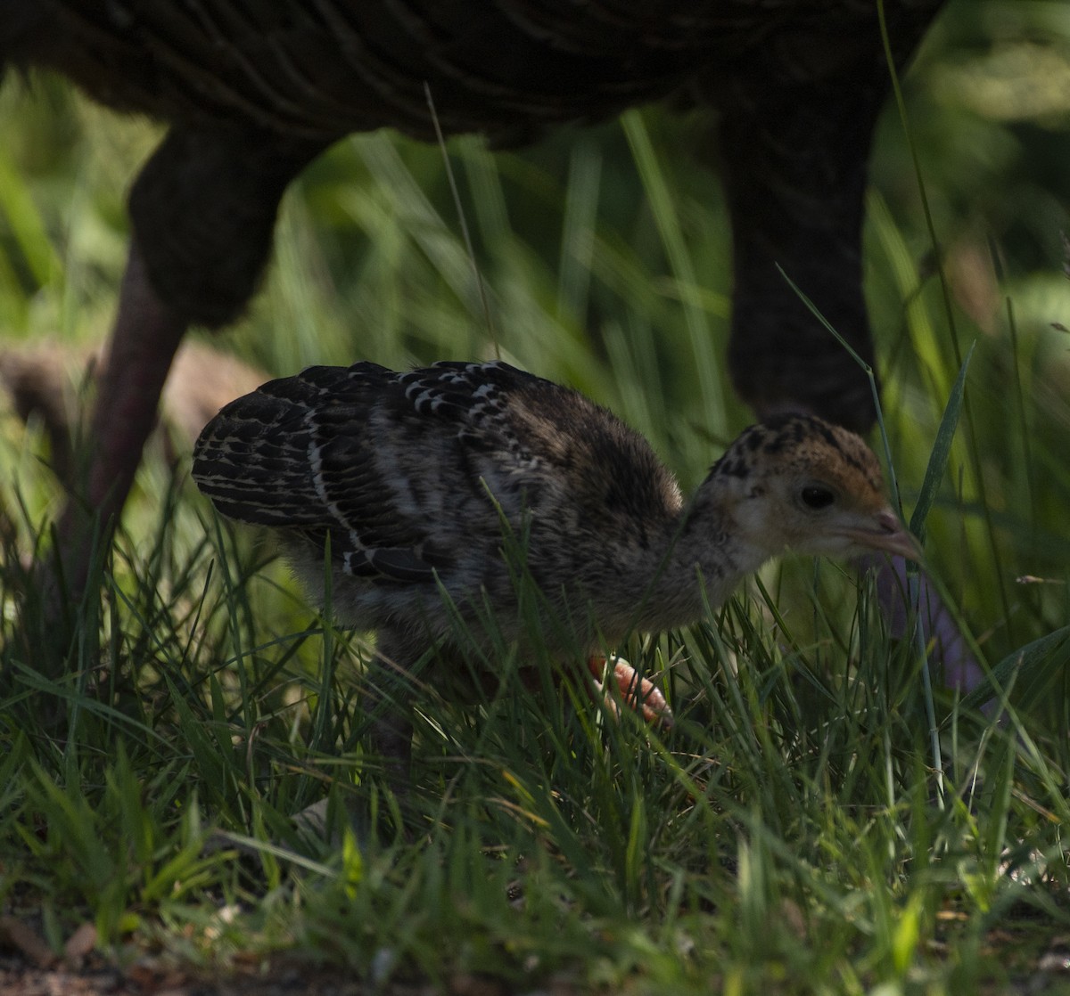 Wild Turkey - ML104759541