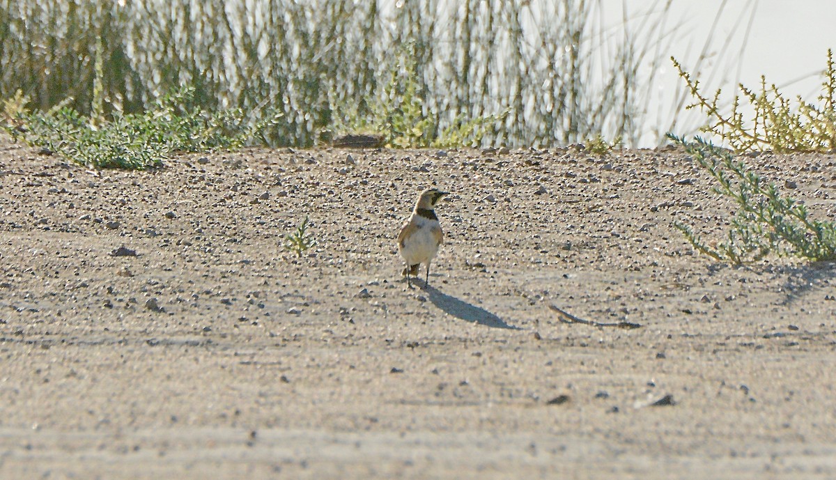 Horned Lark - ML104759591