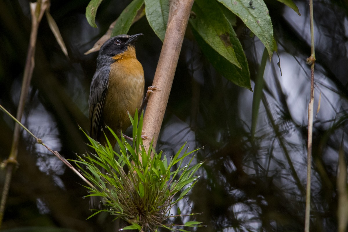 Black-eared Hemispingus - John Cahill xikanel.com