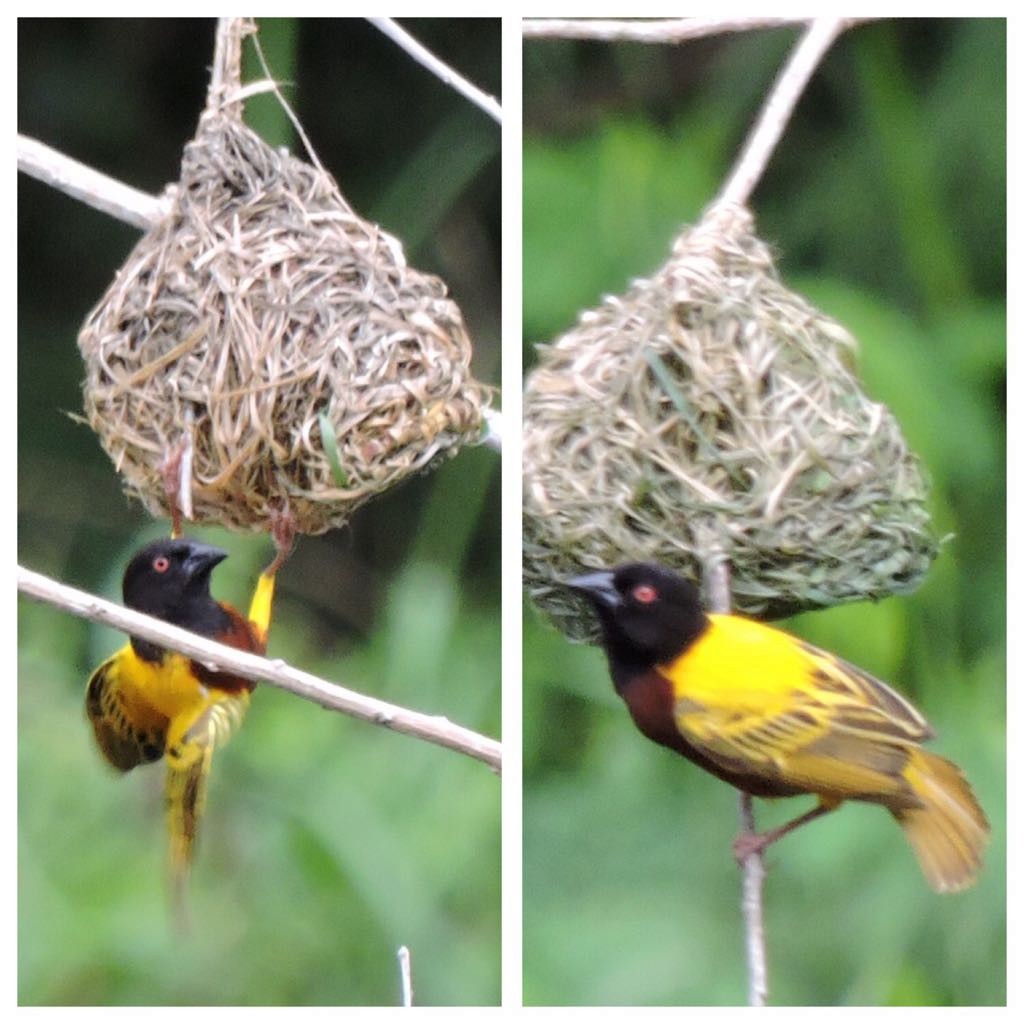 Golden-backed Weaver - ML104760571