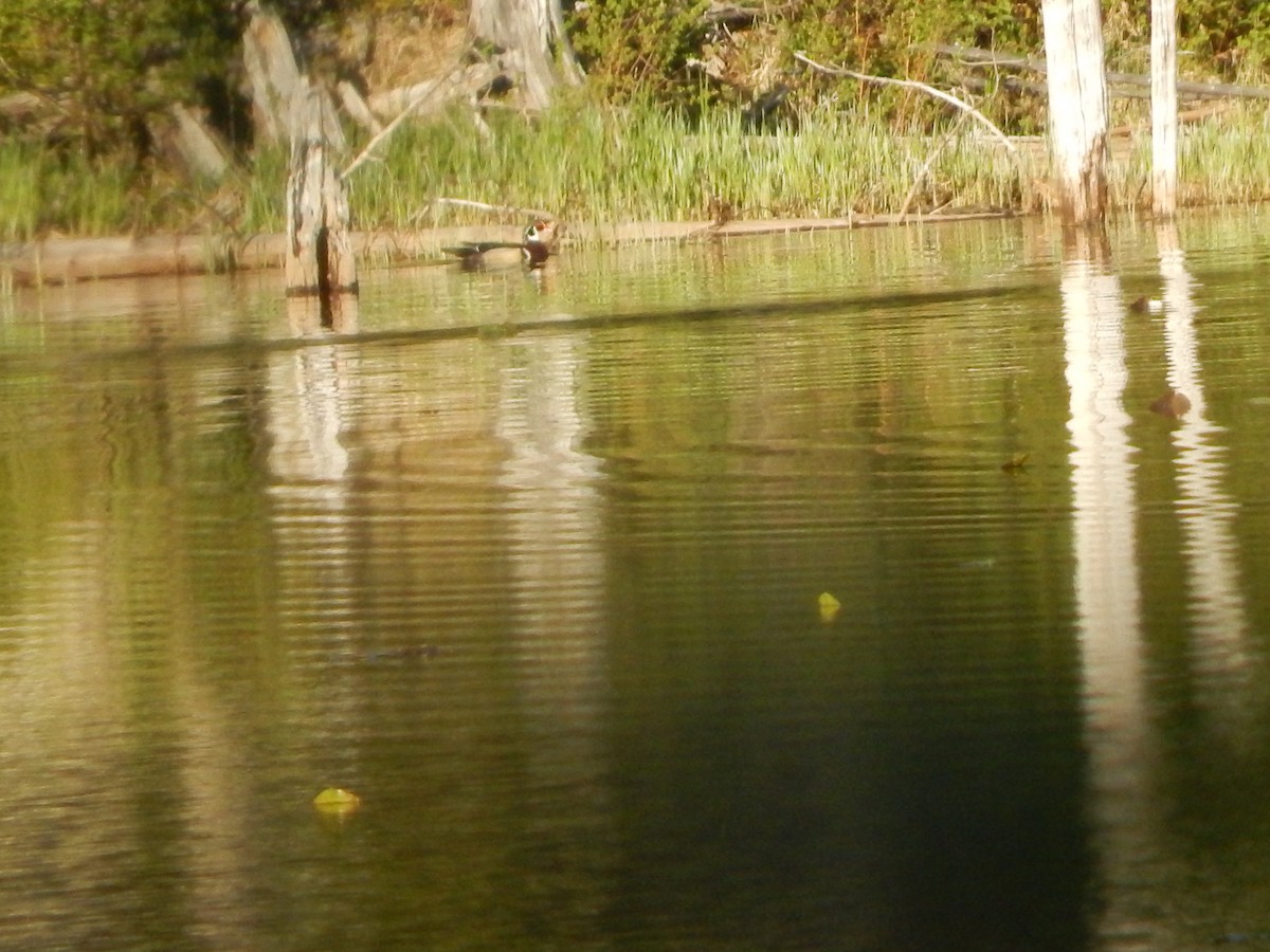 Wood Duck - ML104760691