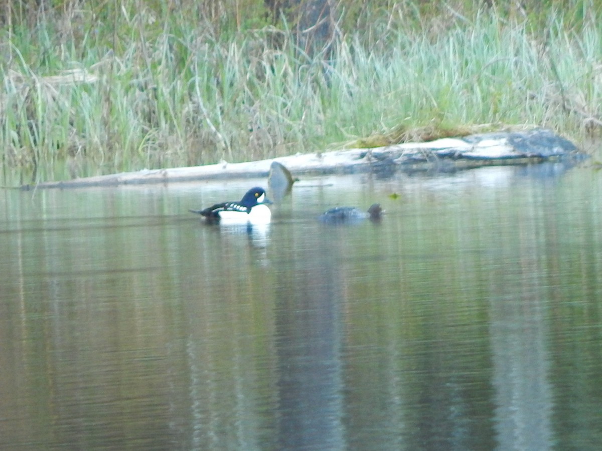 Barrow's Goldeneye - ML104761151